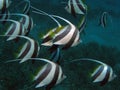 Schooling Bannerfish - Heniochus diphreutes Royalty Free Stock Photo