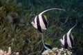 Schooling bannerfish (heniochus diphreutes) Royalty Free Stock Photo