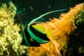 Schooling bannerfish Heniochus diphreutes, butterflyfish, coral reef fish, Salt water marine fish, beautiful yellow fish