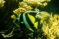 Schooling bannerfish Heniochus diphreutes, butterflyfish, coral reef fish, Salt water marine fish, beautiful yellow fish