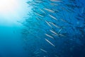 Schooling Barracuda Royalty Free Stock Photo