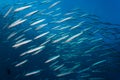 Schooling Barracuda in Blue Water Royalty Free Stock Photo