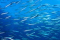 Schooling Barracuda in Blue Water Royalty Free Stock Photo