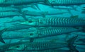 Schooling blackfin, chevron barracuda