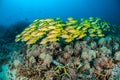 Schooling bluestripe snapper Lutjanus kasmira in Gili,Lombok,Nusa Tenggara Barat,Indonesia underwater photo