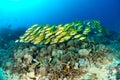 Schooling bluestripe snapper Lutjanus kasmira in Gili,Lombok,Nusa Tenggara Barat,Indonesia underwater photo