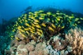 Schooling bluestripe snapper Lutjanus kasmira in Gili,Lombok,Nusa Tenggara Barat,Indonesia underwater photo Royalty Free Stock Photo