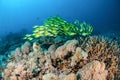 Schooling bluestripe snapper Lutjanus kasmira in Gili,Lombok,Nusa Tenggara Barat,Indonesia underwater photo Royalty Free Stock Photo