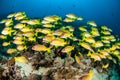 Schooling of bluestripe snapper Lutjanus kasmira in Gili, Lombok, Nusa Tenggara Barat, Indonesia underwater photo Royalty Free Stock Photo