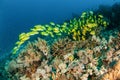 Schooling of bluestripe snapper Lutjanus kasmira in Gili, Lombok, Nusa Tenggara Barat, Indonesia underwater photo