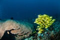 Schooling bluestripe snapper Lutjanus kasmira, great star coral in Gili,Lombok,Nusa Tenggara Barat,Indonesia underwater photo