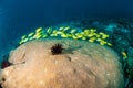 Schooling bluestripe snapper Lutjanus kasmira, great star coral in Gili,Lombok,Nusa Tenggara Barat,Indonesia underwater photo Royalty Free Stock Photo