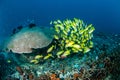 Schooling bluestripe snapper Lutjanus kasmira, great star coral in Gili,Lombok,Nusa Tenggara Barat,Indonesia underwater photo