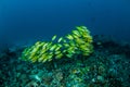 Schooling of bluestripe snapper Lutjanus kasmira swimming in Gili, Lombok, Nusa Tenggara Barat, Indonesia underwater photo Royalty Free Stock Photo