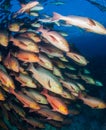Schooling boha snappers Royalty Free Stock Photo