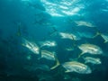 Schooling Crevalle Jacks Royalty Free Stock Photo