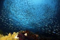 Schooling Fish against Surface