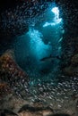 Schooling Fish in Grotto Royalty Free Stock Photo