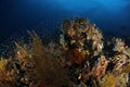 Schooling Fish over Coral Reef