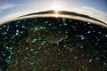 Schooling Fish at Sunset in Indonesia Royalty Free Stock Photo