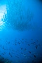 Schooling fish under a blue ocean indonesia scuba diving diver