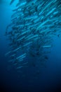 Schooling fish under blue ocean indonesia scuba diving diver barracuda Royalty Free Stock Photo