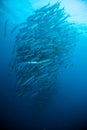 Schooling fish under blue ocean indonesia scuba diving diver barracuda Royalty Free Stock Photo