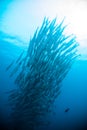 Schooling fish under blue ocean indonesia scuba diving diver barracuda Royalty Free Stock Photo