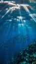Schooling fish underwater sunlight rays ocean Royalty Free Stock Photo