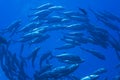 Schooling Jacks, Great barrier reef