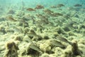 Schooling Mangrove Snappers near a Florida spring.