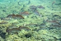 Schooling Mangrove Snappers near a Florida spring.