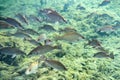 Schooling Mangrove Snappers near a Florida spring.