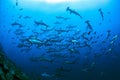 Schooling Scalloped Hammerhead Sharks, Darwin Arch, Galapagos