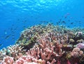 Schooling Scissortail Damselfish Swim a Pacific Reef