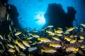 Schooling Snapper and Rocky Reef Royalty Free Stock Photo