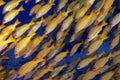 Schooling Snappers Royalty Free Stock Photo