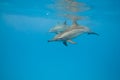 Schooling Spinner dolphins. Selective focus.