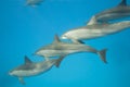 Schooling Spinner dolphins. Selective focus.
