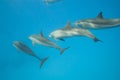 Schooling Spinner dolphins. Selective focus. Royalty Free Stock Photo