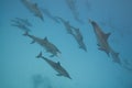 Schooling Spinner dolphins in the wild. Royalty Free Stock Photo