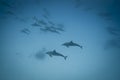 Schooling Spinner dolphins in the wild.