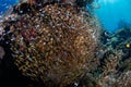 Schooling Sweepers and Cardinalfish Royalty Free Stock Photo