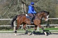 Schooling a thoroughbred horse uk