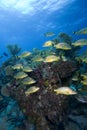 Schooling tropical fish Key Largo Royalty Free Stock Photo