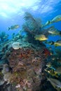Schooling tropical fish, Key Largo Royalty Free Stock Photo