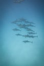 Schooling wild Spinner dolphins. Royalty Free Stock Photo