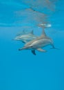 Schooling wild Spinner dolphins.