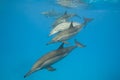 Schooling wild Spinner dolphins. Royalty Free Stock Photo