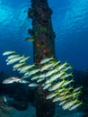 Schooling yellow goatfish, Mulloidichthys martinicus, at Salt Pier, Bonaire. Caribbean Diving holiday